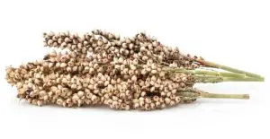 sorghum grains on stem