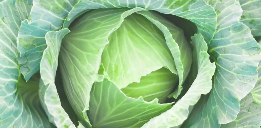 leafy greens and cabbage in southern cooking